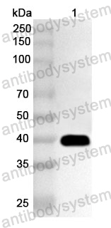 Anti-Streptococcus agalactiae ADD Polyclonal Antibody