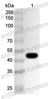 Anti-Streptococcus uberis tuf/EF-Tu Polyclonal Antibody