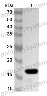 Anti-Neisseria meningitidis pilE Polyclonal Antibody
