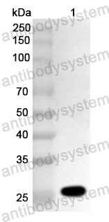 Anti-Neisseria meningitidis neuA Polyclonal Antibody