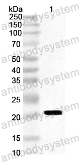 Anti-Staphylococcus aureus entD/SED Polyclonal Antibody