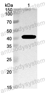 Anti-Bacillus HblB Polyclonal Antibody