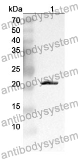 Anti-PTGES3/P23 Polyclonal Antibody