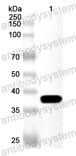 Anti-Baker's yeast ADH2 Polyclonal Antibody