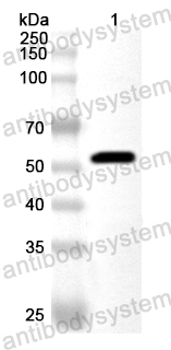 Anti-Baker's yeast HXK1 Polyclonal Antibody
