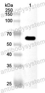 Anti-Baker's yeast SSB1 Polyclonal Antibody