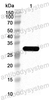 Anti-Common timothy PHLPI/Allergen Phl p I Polyclonal Antibody