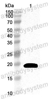 Anti-Soybean Gly m 4/PR-10 Polyclonal Antibody