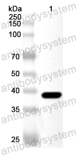 Anti-Mouse-ear cress CENH3 Polyclonal Antibody