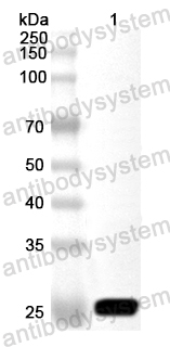 Anti-Rice rRNA N-glycosylase Polyclonal Antibody