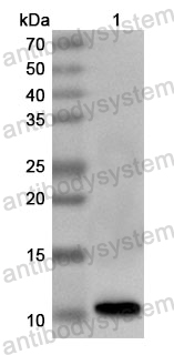 Anti-European white birch Bet v 4 Polyclonal Antibody