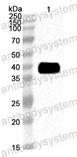 Anti-Juniperus chinensis Sab c 1 Polyclonal Antibody