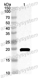 Anti-Apple Mal d 1/MALD1 Polyclonal Antibody