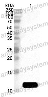 Anti-Apple Mal d 3/MALD3 Polyclonal Antibody