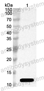 Anti-Peach Pru p 1/Pru p 3 Polyclonal Antibody