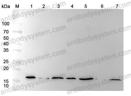 Anti-Hypusine antibody (Hpu24)