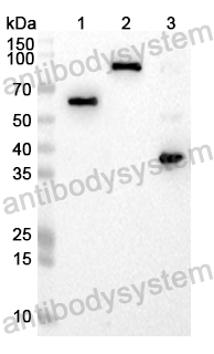 Anti-Flag Tag (DYKDDDDK) Antibody (M2)