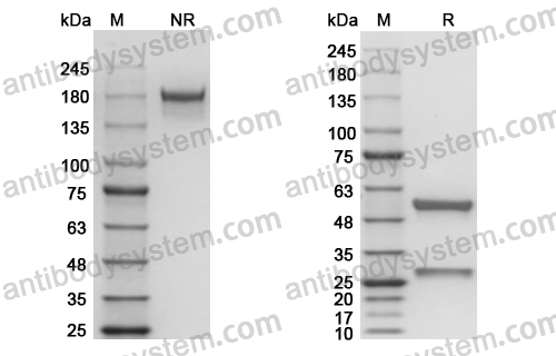 Anti-Nicotine Antibody (NIC311)