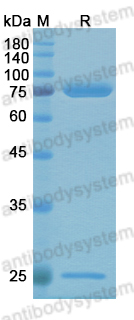Research Grade Anti-Urushiol (ALG-991)