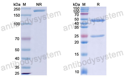 Anti-DNA Antibody (DP7)