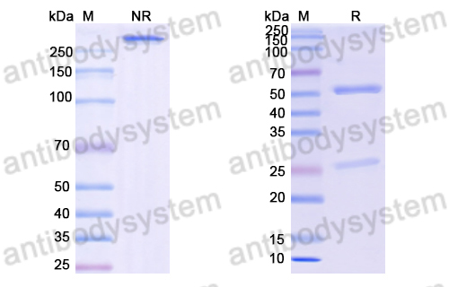 Anti-DNA Antibody (T24-9)