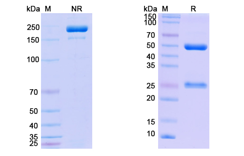 Anti-Z-DNA Antibody (Z44)