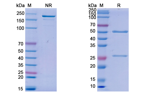 Anti-Z-DNA Antibody (Z22)