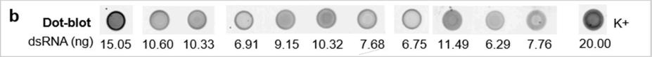 Dot Blot for Anti-dsRNA Antibody (1D3) ?>