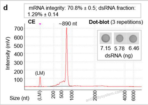 Dot Blot for Anti-dsRNA Antibody (1D3) ?>