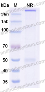 Anti-α-Gal Epitope (Galα1-3Galβ1-4GlcNAc-R) Antibody (M86)