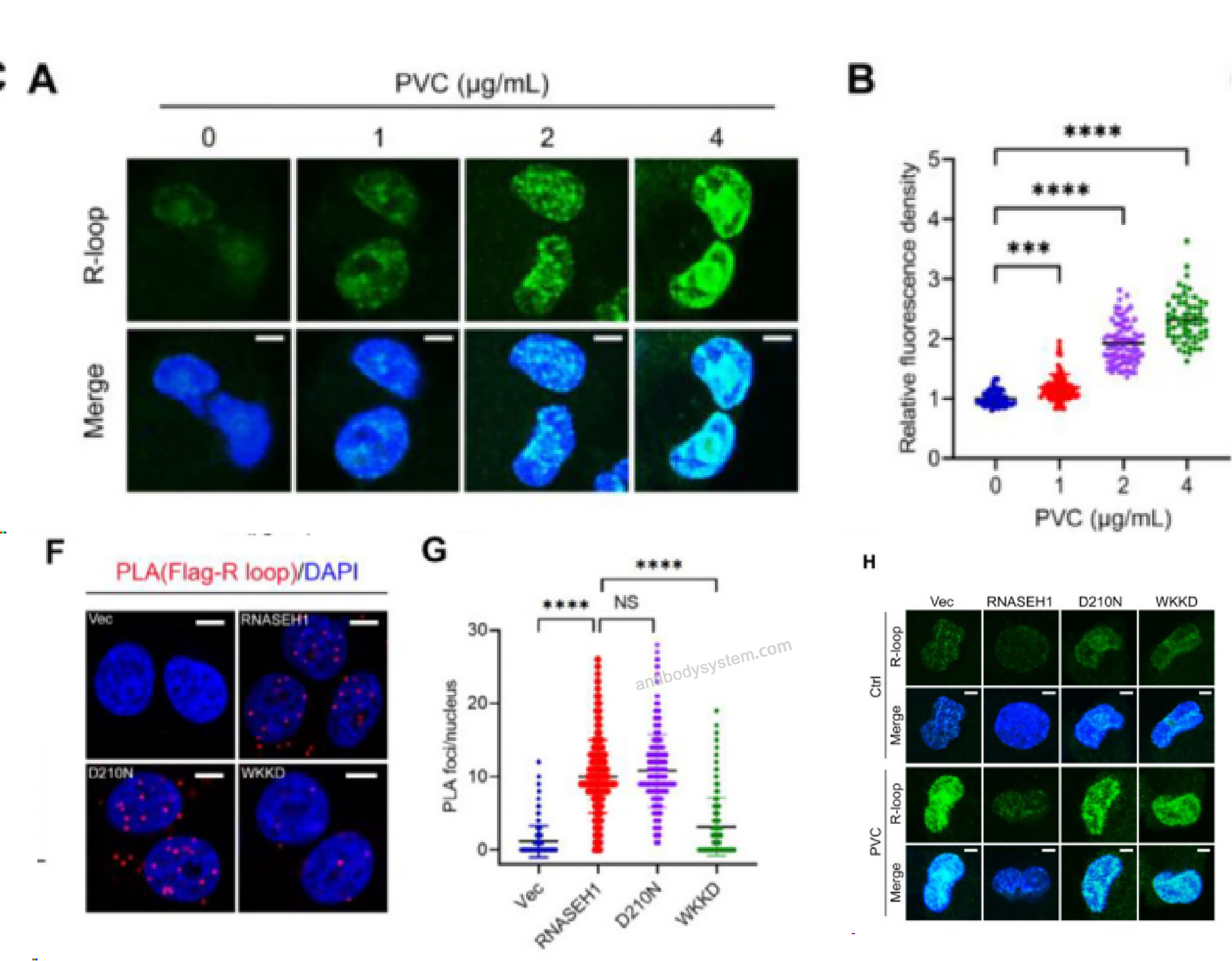 Immunofluorescence for Anti-DNA-RNA Hybrid Antibody (S9.6) ?>