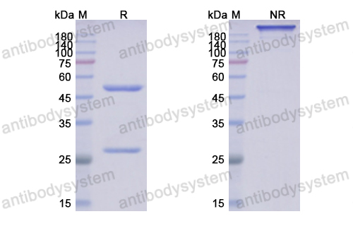 Anti-DNA-RNA Hybrid Antibody(S9.6)