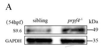 Western Blot for Anti-DNA-RNA Hybrid Antibody (S9.6) ?>