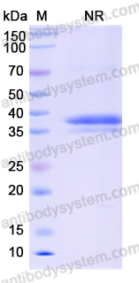 Anti-DNA/RNA G-quadruplex Structures  Antibody (BG4)