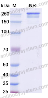 Anti-DOTA (metal-bound) Antibody (2D12.5)