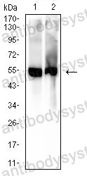 Anti-5-hydroxyuridine Antibody (R4D68)