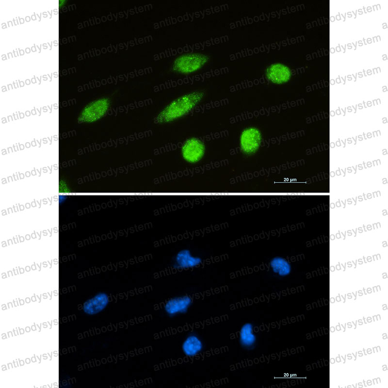 Anti-RBFOX3 Antibody (R1C57)