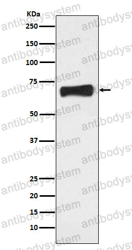 Anti-NR5A2 Antibody (R1C92)