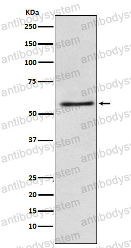 Anti-FAAH Antibody (R1C97)