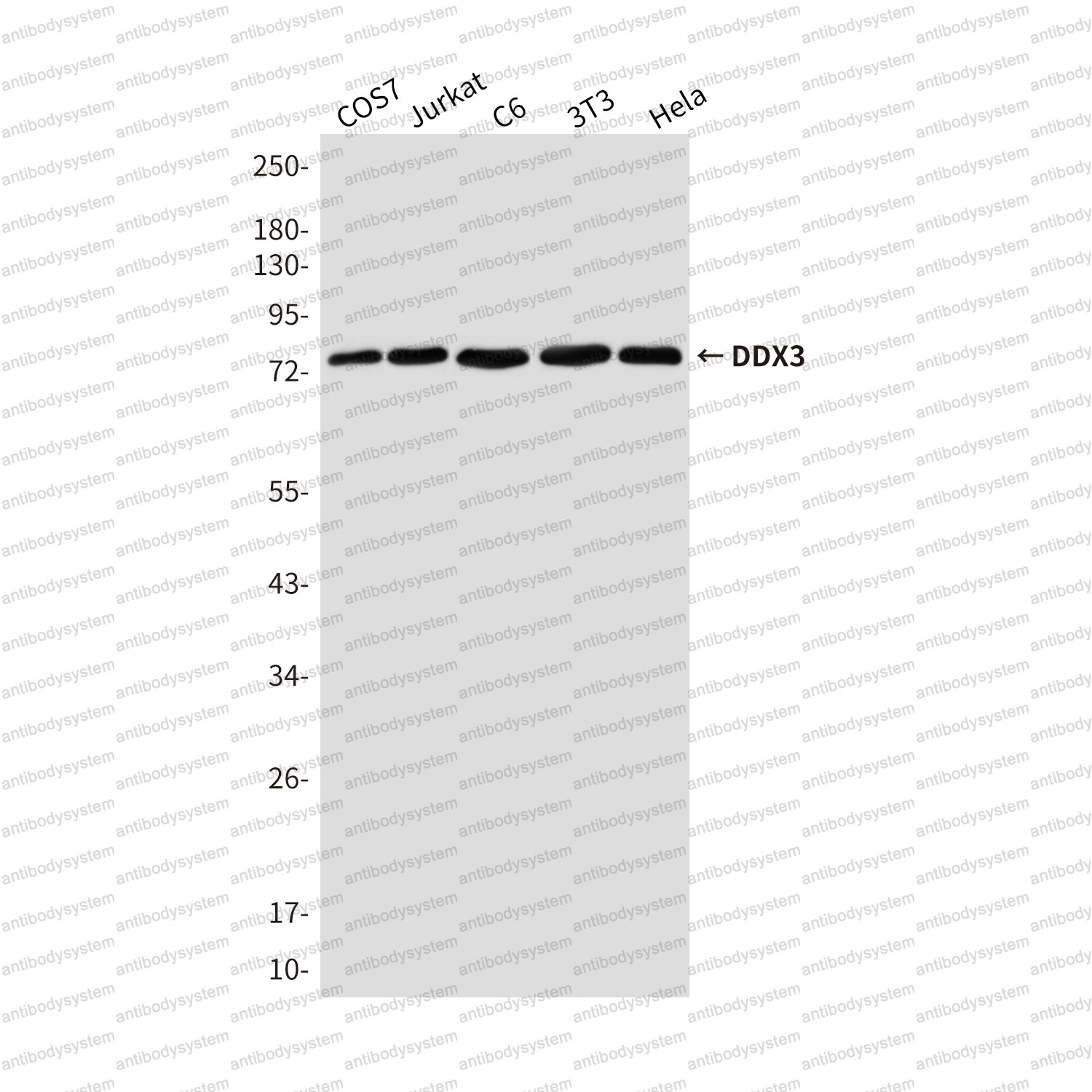 Anti-DDX3X Antibody (R2T58)