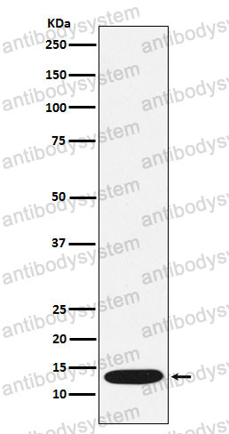 Anti-CCL21/6Ckine Antibody (R1D02)
