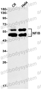 Anti-NFIB Antibody (R1D04)