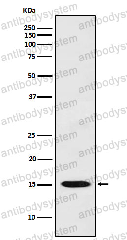 Anti-CXCL11/I-TAC Antibody (R1D20)