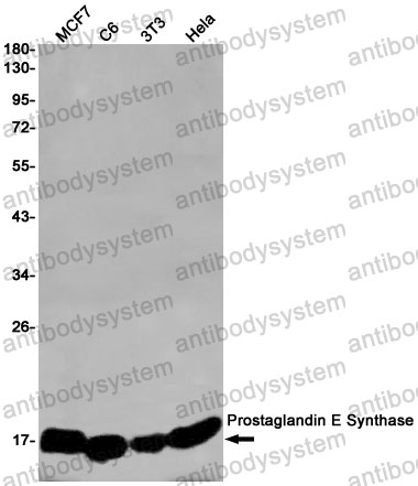 Anti-PTGES Antibody (R1D24)