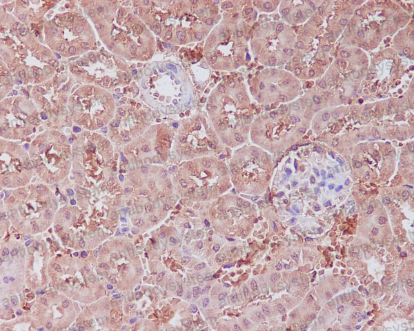 Anti-APAF1 Antibody (R1B07)