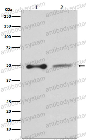 Anti-SLC9A3R1 Antibody (R1D25)