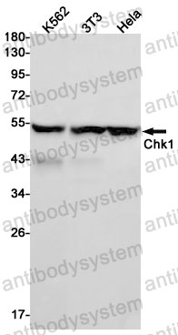 Anti-CHEK1 Antibody (R1D26)