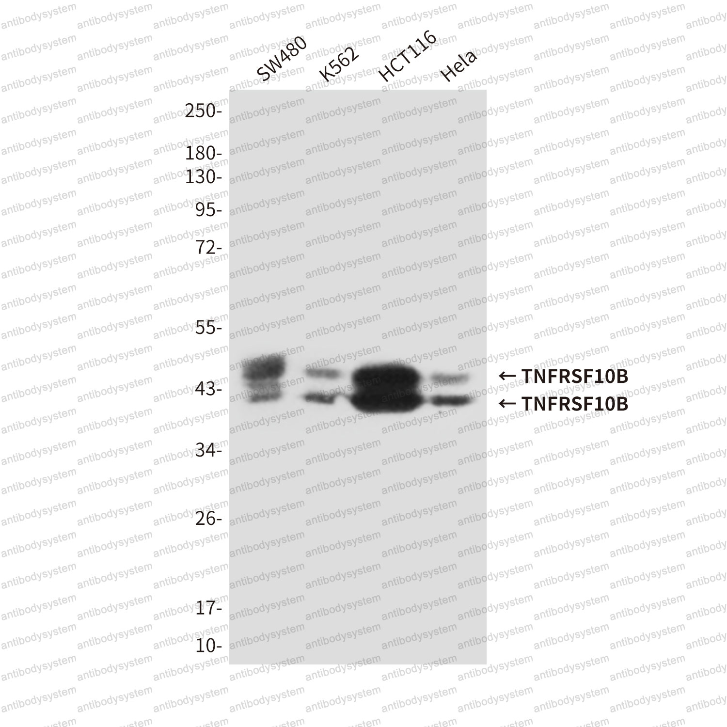 Western blot for Anti-CD262/TNFRSF10B/TRAIL-R2/DR5 Antibody (R2T89) ?>