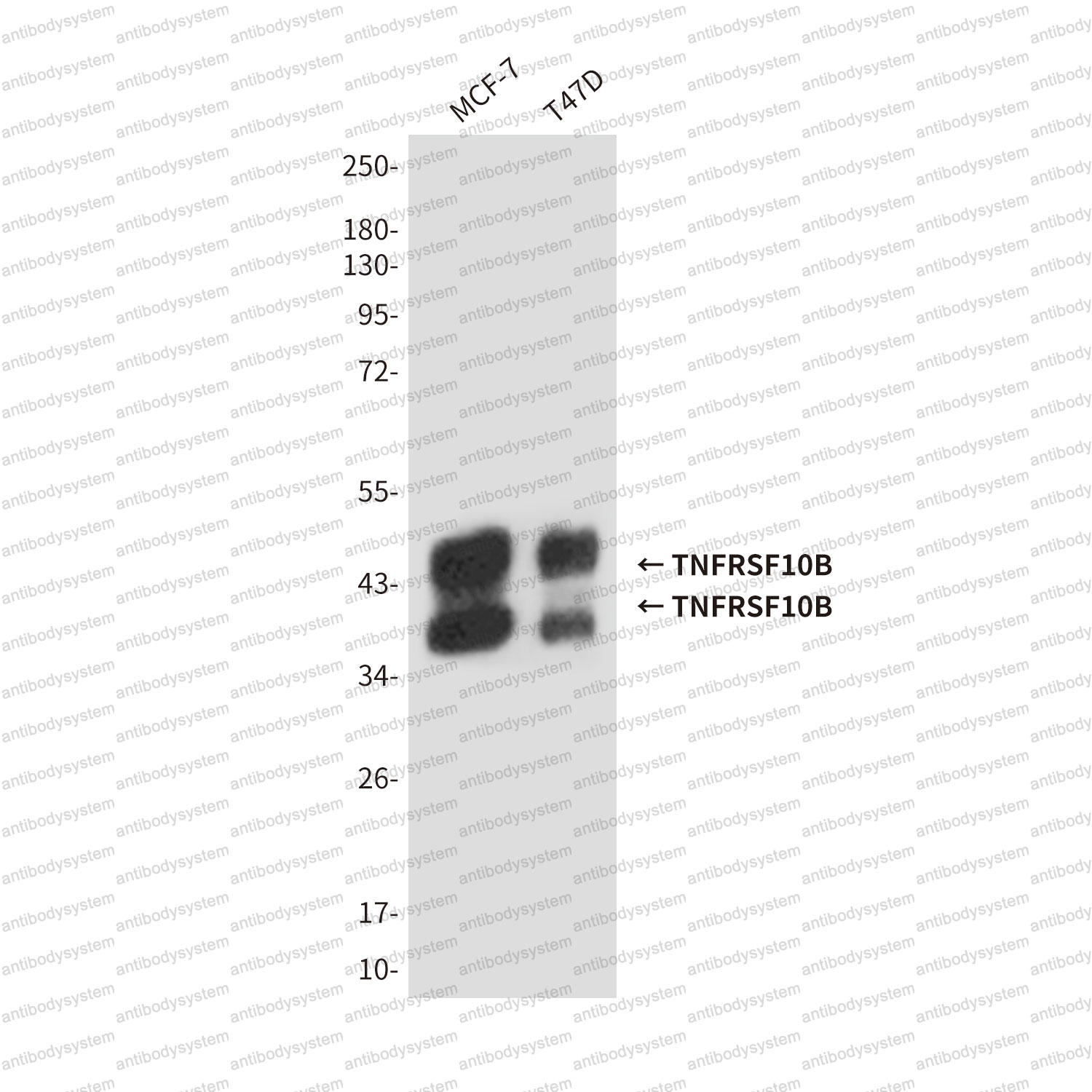 Western blot for Anti-CD262/TNFRSF10B/TRAIL-R2/DR5 Antibody (R2T89) ?>