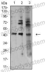 Western blot for Anti-AURKA Antibody (R2U20) ?>